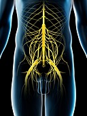 Pelvic nerves, illustration