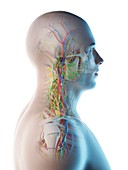 Male head and neck anatomy, illustration