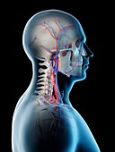 Blood vessels of the head and neck, illustration