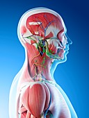 Male head and neck anatomy, illustration