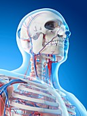 Vascular system of neck, illustration