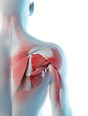 Male shoulder anatomy, illustration