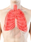 Lung anatomy, illustrations