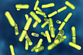 Probiotic bacteria Bacillus clausii, illustration