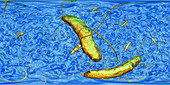 Clostridium difficile bacteria, illustration