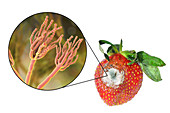 Strawberry covered with mould, composite image