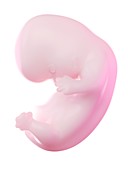 Fetus at week 8, illustration