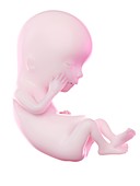Fetus at week 12, illustration