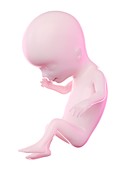 Fetus at week 14, illustration