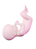 Fetus at week 20, illustration