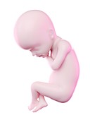 Fetus at week 24, illustration