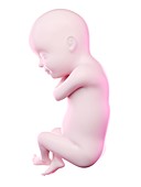 Fetus at week 30, illustration