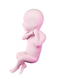 Fetus at week 40, illustration