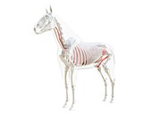 Horse anatomy, illustration