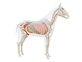 Horse anatomy, illustration