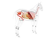 Horse anatomy, illustration