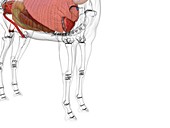 Horse anatomy, illustration