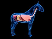 Horse anatomy, illustration