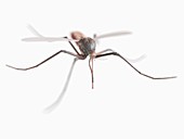 Mosquito, illustration