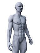 Muscular man, illustration