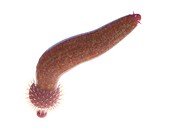 Ottoia marine worm, illustration