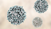 Lymphocyte, illustration