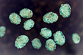 Stachybotrys chartarum toxic mould spores, illustration