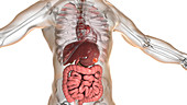 Human stomach cancer, illustration