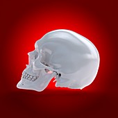 Human skull, illustration