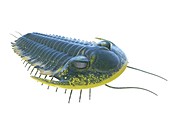 Trilobite, illustration