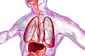 Oesophageal cancer, illustration