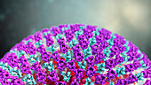 Measles virus, illustration