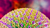 Measles virus, illustration