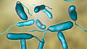 Vibrio vulnificus bacteria, artwork