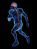 American football player's nervous system, illustration