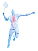 Badminton player's heart, illustration