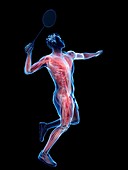 Badminton player's muscles, illustration