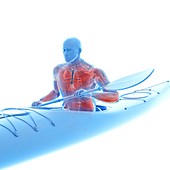Canoeist's muscles, illustration