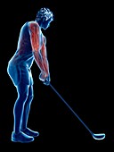 Golf player's muscles, illustration