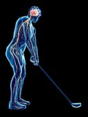 Golf player's nervous system, illustration