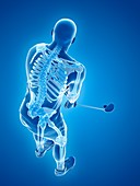 Golf player's skeleton, illustration