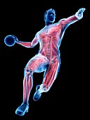 Handball player's muscles, illustration