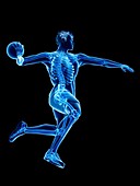 Handball player's skeleton, illustration