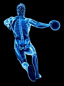 Handball player's skeleton, illustration