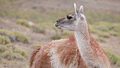 Guanaco looking around, Chile
