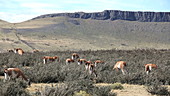 Guanaco grazing, Chile