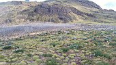 Dead forest in Chile