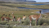 Guanaco grazing on grass, Chile