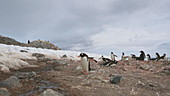 Gentoo penguins by glacier, Antarctica