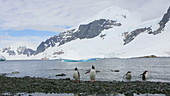 Gentoo penguins by water, Antarctica